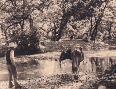 Χωρικός ποτίζει το άλογό του σε ποτάμι στο Προκόπι της Εύβοιας.