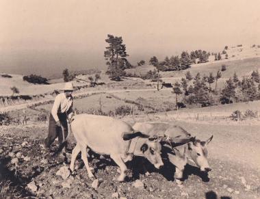 Αγρότης οργώνει το χωράφι του με τη βοήθεια δύο βοδιών, στον ημιορεινό οικισμό των Παπ(π)άδων στη βόρεια Εύβοια∙ στο βάθος το Αιγαίο.