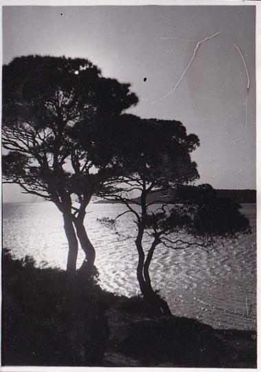 Πεύκα σε βραχώδη ακτή.