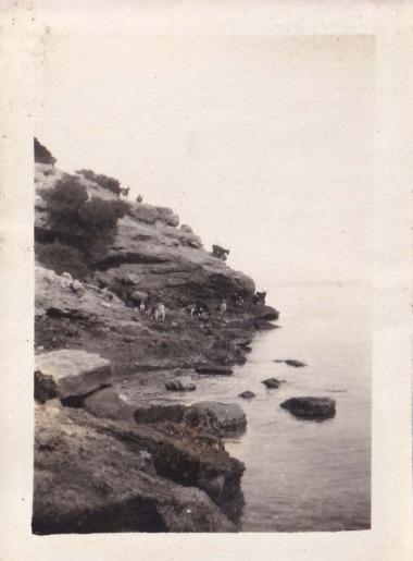 Κοπάδι κατσικιών σε βραχώδη ακτή της Εύβοιας.