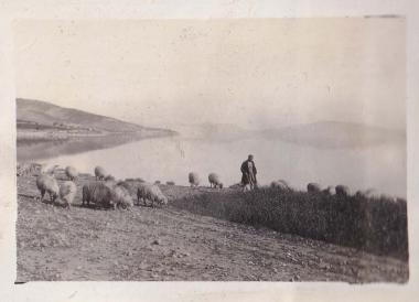 Βοσκός με τα πρόβατά του κοντά στην ακτή στην περιοχή της Ελευσίνας.