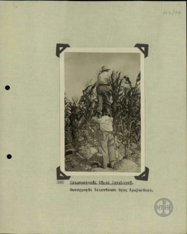 Experimental garden at Petelinos. Photograph showing the height  of the maize plant.